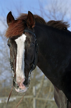 Horse winter portrait