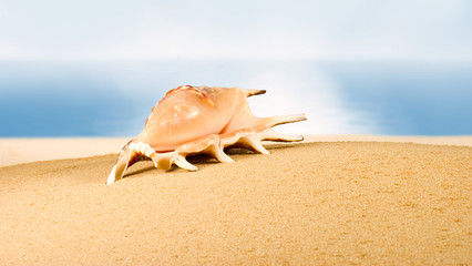 image of seashell in the sand against the sea,