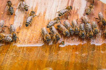 Bees drinking water at the summer.