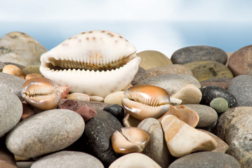 image of seashell in the sand against the sea,