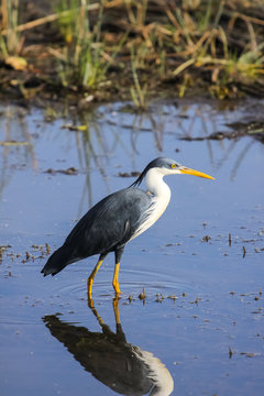 Pied heron in the water with reflection, Yellow Water, Kakadu National Park, Australia