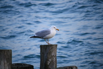 Mouette