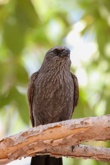 Pheasant coucal sitting on a branch with green background, Northern Territory, Australia