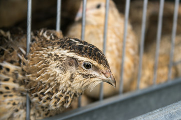 quail in cell