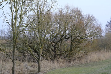 An der Wümme im Winter