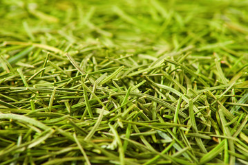 image of fir needles close up