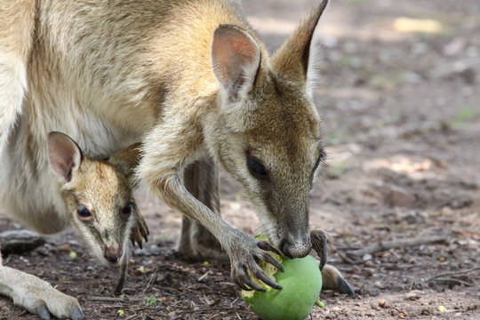 Agile wallaby mother with baby feeding on fruit, Northern Territory, Australia