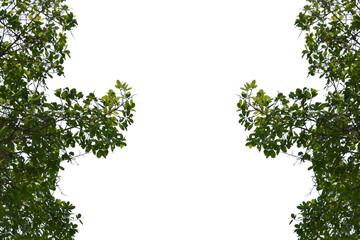 Green leaves on the white background isolated.