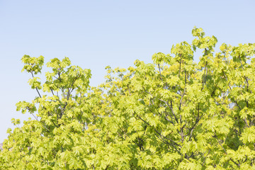 Nature in spring. Tree with fresh leaves and blue sky. Vibrant colorful nature detail. Concept of springtime, growth and vitality.