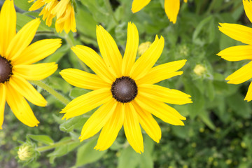 Yellow flowers in field. Beautiful summer nature background. Close-up view from above.