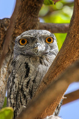 Close up of a unique Tawny frogmouth in tropical tree, Karumba, Queensland, Australia