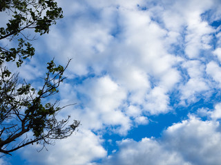 Beautiful tree and sky background