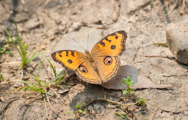 Fototapeta premium Peacock Pansy butterfly (Junonia Almana). The Peacock Pansy is common to South and East Asia.