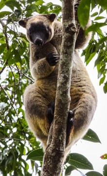 Close up of a very rare Lumholtz tree kangaroo climbing up a tree in the rainforest, facing, Atherton Tableland, Australia