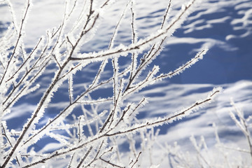 Winter frost.Frozen tree branches landscape