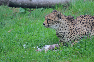 Gepard