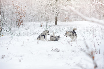 Huskies in snow wood.