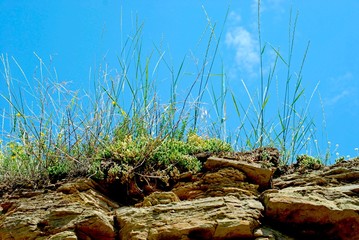 Fototapeta na wymiar Grass against the sky