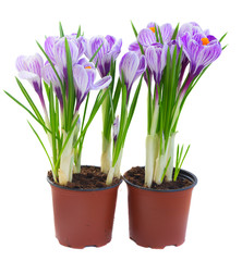 Violet crocus flowers in two pots isolated on white background