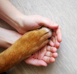 Dog paws and human hand close up, top view. Conceptual image of friendship, trust, love, the help...
