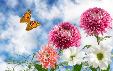 many beautiful flowers on sky background
