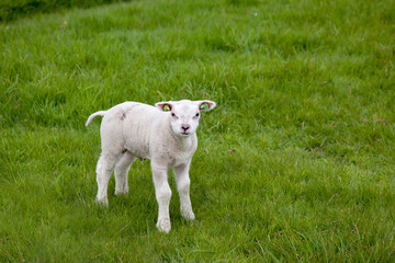 Obraz premium a lamb on green grass