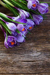 Violet crocus flowers on aged wooden background with copy space