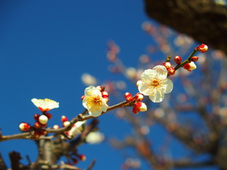 梅の花