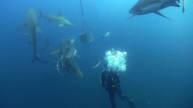 Oceanic black tip sharks swim by quickly with diver in the middle