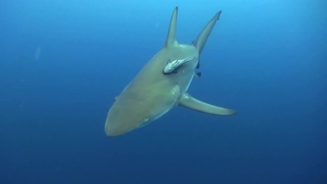 Oceanic black tip shark swims by quickly in the deep blue indian ocean
