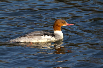 Gänsesäger