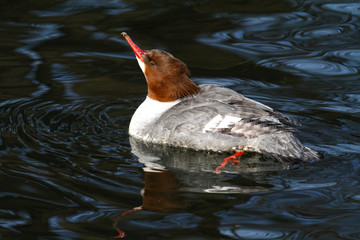 Gänsesäger