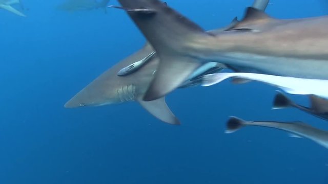 Oceanic black tip sharks swim by quickly close to surface indian ocean
