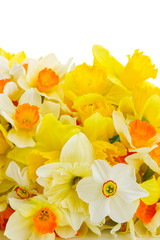 Fototapeta premium Fresh spring Light and dark yellow daffodils posy border isolated on white background