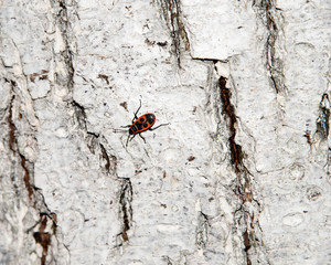 Bedbug-soldier on a tree trunk, red-black beetle. Whitening the bark of the old cracked wood for background and texture.