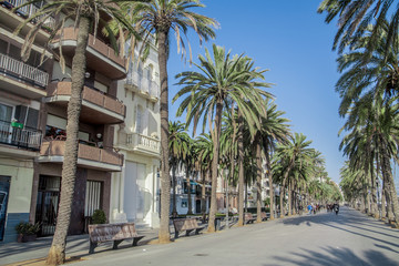 Fototapeta premium Seaside promenade in Badalona surrounded by palm trees under blue skies, Barcelona, Spain