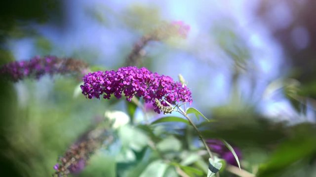 buddliea blossoms on a sunny sumer day