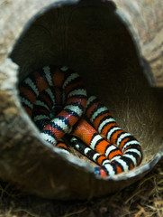 Campbell milk snake sleeping in the shelter of coconut