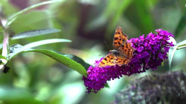 comma butterfly on buddleia on sunny day, close up