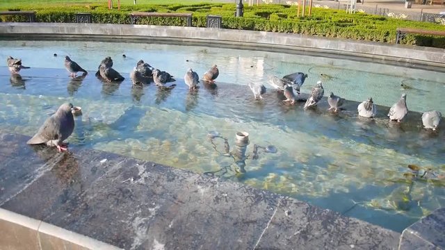 Group of pigeons drinking water and bathing in a city fountain