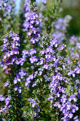Obraz premium blossoming Rosemary (Rosmarinus officinalis)