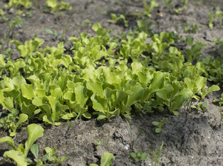 Young lettuce sprouts growing in the garden. Salad growing.