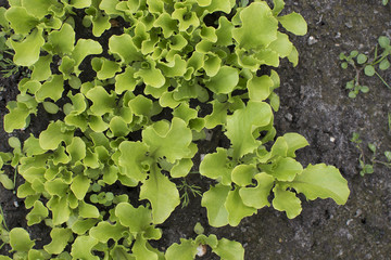 Young lettuce sprouts growing in the garden. Salad growing.