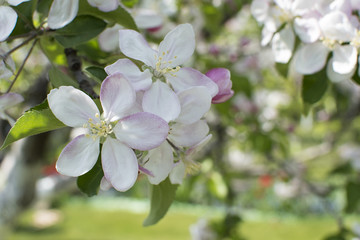 Fototapeta na wymiar Apple tree blossom. Branch of a blossoming apple tree on garden