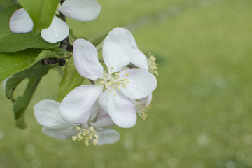 Apple tree blossom. Branch of a blossoming apple tree on garden