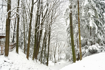 Snowbound forest and frozen lake. Shevchenkivskyi Hai Lviv Ukraine.