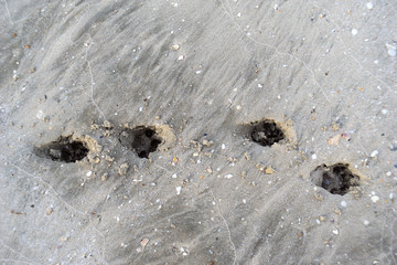 Dog footprints in the sand