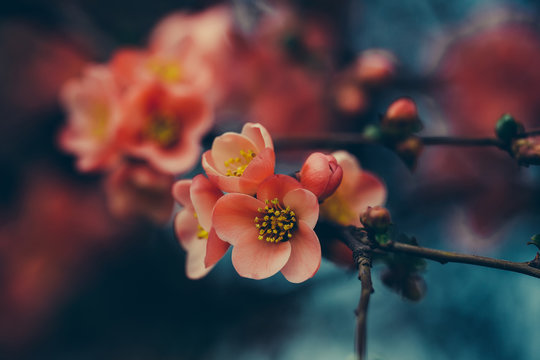 Beautiful Quince Flowers