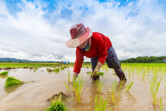 Thai farmer is planting rice