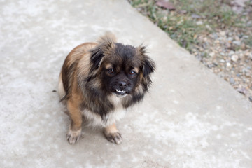 Red-black-haired dog.